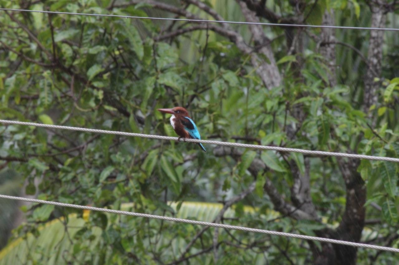 Bird'S Nest By Natures Bliss Ragama Esterno foto